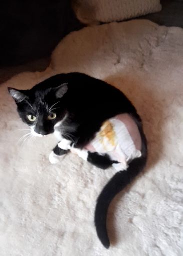 Der dreijährigen Katze Mia musste  ein Bein amputiert werden. Foto: Feihle