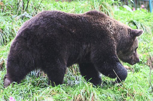 Da steppt der Bär: Wolf- und Bärenpark in Bad Rippoldsau-Schapbach, wie die TSV-Fechter sich überzeugen konnten.  Foto: Henne Foto: Schwarzwälder-Bote