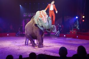 Politisch umstritten: Der italienische Tiertrainer Elvis Errani mit einem seiner drei Elefanten in der Manege des Zirkus Charles Knie, der zurzeit auf dem Flugfeld in Böblingen gastiert. Foto: StN