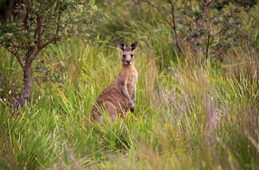 Ein Känguru hat in Australien offenbar einen Mann getötet. (Symbolbild) Foto: imago images/imagebroker/imageBROKER/FLPA/Jurgen & Christine Sohns via www.imago-images.de