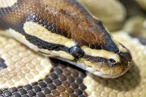 Seit den 1960er-Jahren werden Schlangen - hier eine  Königspython - intensiv erforscht.  Foto: Endig Foto: Schwarzwälder-Bote