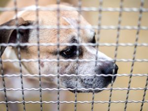 Die Zahl der Attacken von Hunden auf Menschen nimmt im Südwesten zu. In der Kategorie Tatmittel Hund hat das Innenministerium 1397 Fälle für das vergangene Jahr verzeichnet, darunter 1381 Körperverletzungen.(Symbolfoto) Foto: dpa