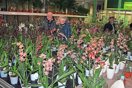 Das   Gartencenter Späth am Neuen Markt lädt    bis Samstag, 31.  Januar, zur Orchideenschau ein, Foto: Späth Foto: Schwarzwälder-Bote