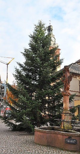 Auch für die Bereitstellung des Weihnachtsbaums sorgen die Mitarbeietr des Forst in jedem Jahr. Foto: Reutter Foto: Schwarzwälder-Bote