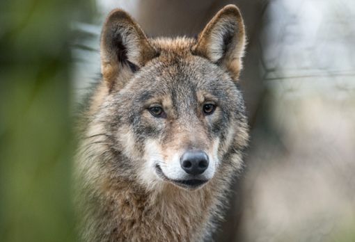 Die Forderkulisse Wolf ist im Nordschwarzwald in Kraft getreten. (Symbolfoto) Foto: Thissen