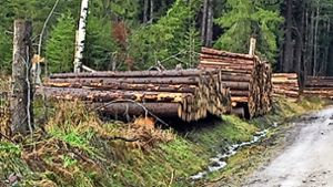 Das aufgereihte Holz ist verkauft und wird von den Kunden abgeholt. Doch im Mönchweiler Wald liegt noch  jede Mewnge Sturm- und Käferholz. Foto: Monika Hettich-Marull