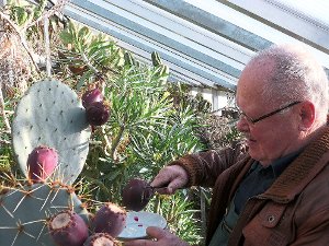 Holger Dopp pflückt mit einer Greifzange die Früchte der Opuntia robusta var. maxima in seinem Gewächshaus. Fotos: Begemann Foto: Schwarzwälder-Bote