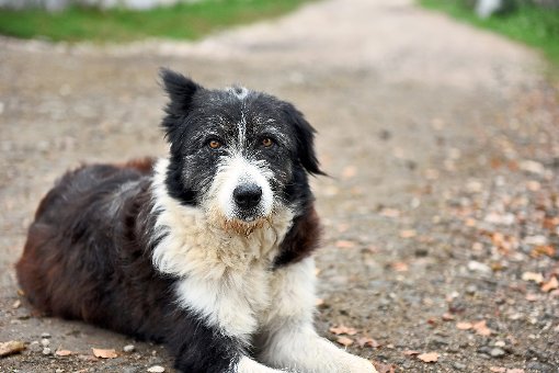 Viele Hundebesitzer in Waldachtal sprechen sich gegen die geplante Erhöhung der Hundesteuer aus. Foto: © Salajean / Fotolia.com Foto: Schwarzwälder-Bote