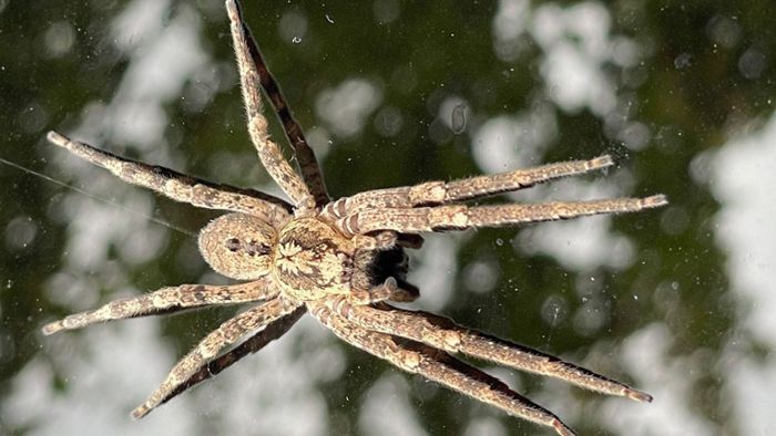 Hier ist die Nosferatu-Spinne im Schwarzwald bereits angekommen