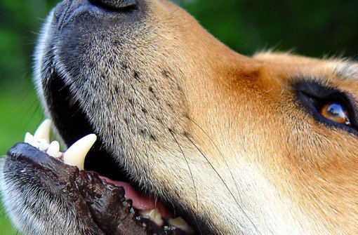 Zwei Schäferhunde haben in Sulgen einen Beagle und zwei Menschen angegriffen. (Symbolfoto) Foto: dpa