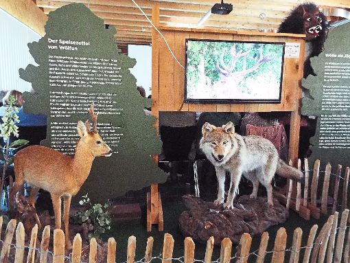 Der Wolf spaltet die Bevölkerung. Was es bedeutet, wenn er in der Region ansässig wird, zeigt die Ausstellung im Umweltzentrum auf der Möglingshöhe. Foto: Streck Foto: Schwarzwälder-Bote