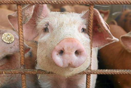 Das geänderte Baugesetzbuch schränkt die Massentierhaltung von Schweinen ein.  Foto: Hildenbrand