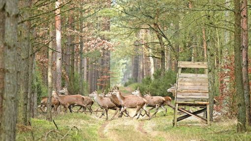 Die Rotwildkonzeption soll Biologie und Schäden im Nordschwarzwald  steuern. Höfen stimmte jetzt dagegen. Foto: © ReNi - stock.adobe.com