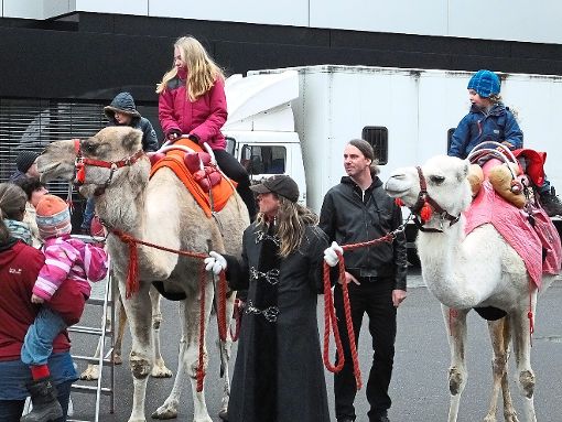 Die Kamele gehören zum Weihnachtsmarkt im Klinikum Nordschwarzwald dazu.  Foto: Stocker Foto: Schwarzwälder-Bote
