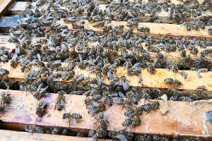 Tausende Bienen gehen in dem Bienenkasten des Lehrbienenstands Löffingen ihrer Arbeit nach – ebenso wie Michael Keller (links) mit Betreuer Ludwig Kromer wiederum ihre Arbeit als Imker ausführen. Fotos: Hanauer Foto: Schwarzwälder-Bote