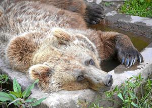 Auch die vierbeinigen Parkbewohner können nun ein kühlendes Bad genießen.  Foto: Wolf- und Bärenpark Foto: Schwarzwälder-Bote