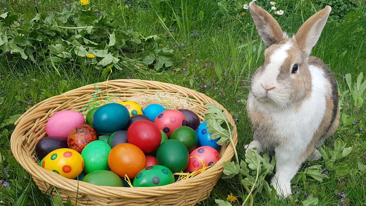 Tierische Symbole: Was haben Hasen, Hühner und Lämmer mit Ostern zu tun?