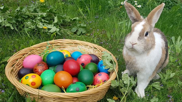 Tierische Symbole: Was haben Hasen, Hühner und Lämmer mit Ostern zu tun?
