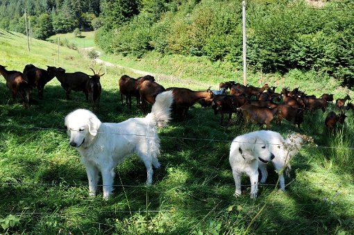 Schutzhunde mit Ziegen in einer Koppel bei Nordrach.  Foto: Ziechaus Foto: Schwarzwälder-Bote