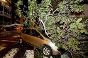 Der umgestürzte Baum verursachte einen Schaden von rund 10.000 Euro. Symbolbild. Foto: dpa