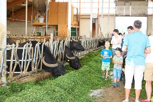Die Wasserbüffel nehmen es gelassen und lassen sich durch die Besucher des Bauernmarkts nicht aus der Ruhe bringen. Foto: Huß Foto: Schwarzwälder-Bote