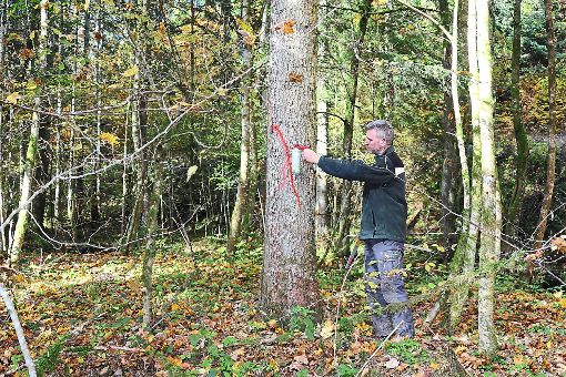 Förster Thomas Merklinger beim Auszeichnen, also dem Markieren der Bäume. Foto: LRA Foto: Schwarzwälder-Bote