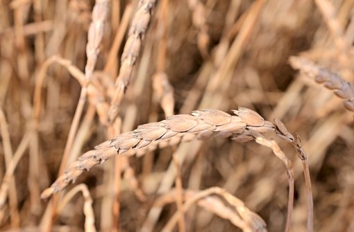 Dinkelähren: Jahrzehntelang war  das Getreide von Bauern und Konsumenten verschmäht – mittlerweile ist Dinkel in. Foto: Uni Hohenheim