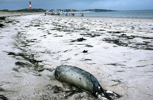 Ein toter Seehund liegt am Strand von Hörnum (Schleswig-Holstein) auf der Nordseeinsel Sylt.  Foto: dpa