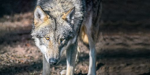Ob es ein Wolf war, steht noch nicht fest. Foto: Jens Metschurat – stock.adobe.com