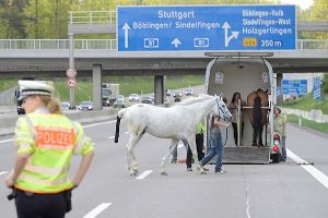 Nach einem Unfall mit einem Pferdeanhänger mussten am Samstagnachmittag zwei Pferde umgeladen werden. Foto: www.7aktuell.de | Oskar Eyb