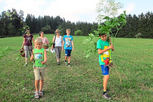 Reiche Ernte auf der Kräutertour: Unter anderem wurde stolz die  große Wald-Engelwurz  heimgetragen.   Foto: Kalmbach Foto: Schwarzwälder-Bote