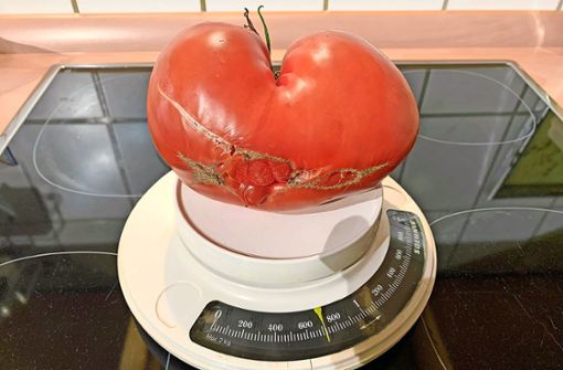 Mehr als 700 Gramm bringt die Tomate auf die Waage. Foto: Zehnder