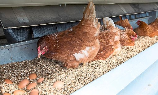 Der neue Eierautomat in Bierlingen in der Felldorfer Straße ermöglicht rund um die Uhr den Erwerb von Eiern aus der Freilandhaltung der zwei Bierlinger Hühnermobile. Foto: Haid