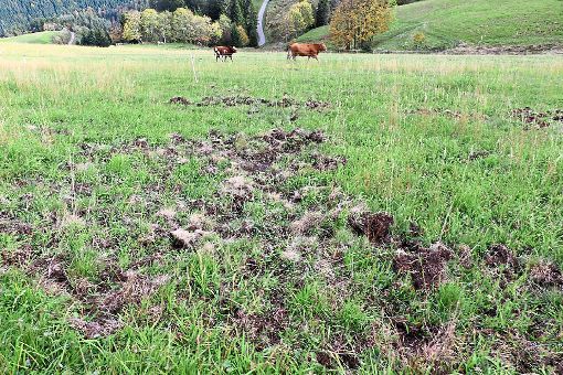So sieht es aus, wenn eine Rotte Wildschweine  auf einer Wiese am Rohrhardsberg in Schonach  ihr Unwesen treibt.   Foto: Kommert Foto: Schwarzwälder-Bote