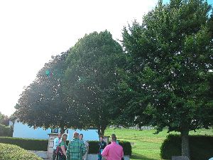 Der mittlere Baum bei der Urnenstele im Wilflinger Friedhof bleibt. Und andere auch. Für den Ortschaftsrat hat Baumpflege und Entastung Priorität. Foto: Pfannes Foto: Schwarzwälder-Bote