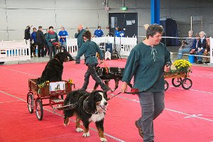 Einen Job für starke Hunde präsentierte die Interessengemeinschaft Wagenziehen auf der Messe Mein Hund auf dem Schwenninger Messegelände. Foto: Diebold Foto: Schwarzwälder-Bote