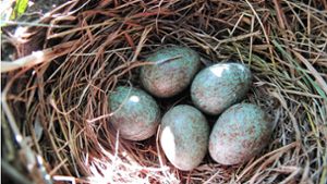 Vogelnest entfernen oder Nestbau verhindern - was ist erlaubt?