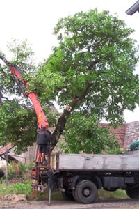 Die Adlergasse in Hochmössingen wird saniert, der Walnussbaum musste weichen.  Foto: Anwohner Foto: Schwarzwälder-Bote