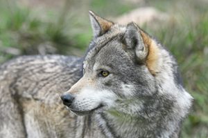 Ob ein Wolf für den  Tod von drei Ziegen in Obertal verantwortlich war, wird derzeit untersucht.   Foto: © Benny Trapp – stock.adobe.com