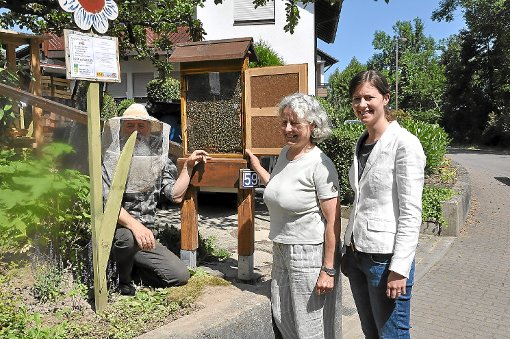 Bernd und Gabriele Krög (von links) und Miriam Philipp beobachten die Bienen im Schaukasten.  Foto: Deckert