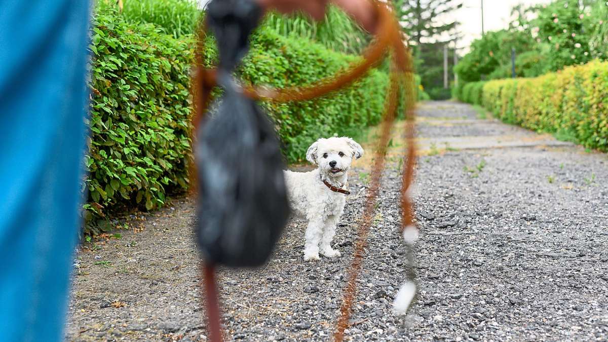 Gemeindeverwaltung Schonach appelliert an Bürger: Ärger um herumliegende Kotbeutel von Hunden