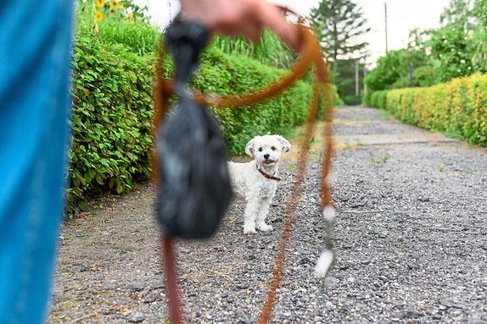 Gemeindeverwaltung Schonach appelliert an Bürger: Ärger um herumliegende Kotbeutel von Hunden