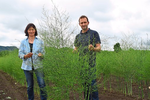 Karin und Ulrich Steimle stehen  bei Dormettingen auf einem Feld mit Grünspargel. Mit dessen Anbau leisten sie Pionierarbeit in der Region. Foto: Visel Foto: Schwarzwälder-Bote