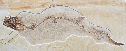 Der fossile Haifisch Sphenodus nitidus aus dem Nusplinger Plattenkalk ist die Hauptattraktion der Mineralien- und Fossilienbörse, die am 5. und 6. Dezember  in Tailfingen stattfindet. Foto: Staatliches Museum für Naturkunde Stuttgart Foto: Schwarzwälder-Bote