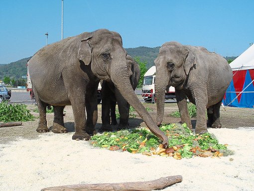 Elefanten im Außengehege des Zirkus’ Charles Knie. Das Foto stammt vom Zirkus selbst. Damit soll gezeigt werden, dass mit der Tierhaltung alles in Ordnung sei. Tierschützer sehen das grundsätzlich anders. Foto: Zirkus Charles Knie