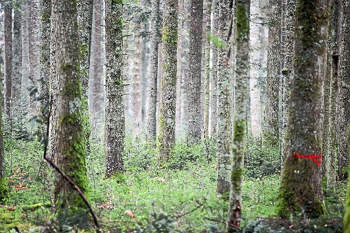 Der Kommunalwald wirft wieder Gewinn ab, mit der Zahlung für die Windparkrodung Auf der Länge rechnet die Gemeinde mit einem Gewinn von rund 190 000 Euro. Foto: Eich Foto: Schwarzwälder-Bote