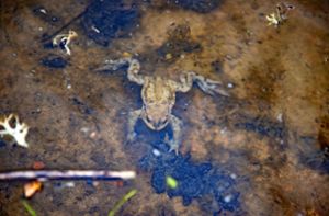 Amphibien machen sich wieder  auf vom Wald in Richtung Klostersee. Foto: Geisel