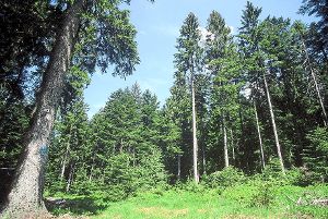 Der Stadtwald Freudenstadts soll  weiterhin naturnah bewirtschaftet werden, die sieht der neue Zielkatalog vor. Foto: Forstamt Foto: Schwarzwälder-Bote