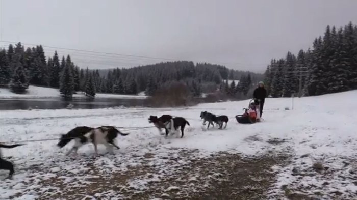 Mit Schlittenhunden auf wilder Fahrt