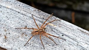 Sichtungen im Zollernalbkreis: Nosferatu-Spinne taucht vereinzelt auf
